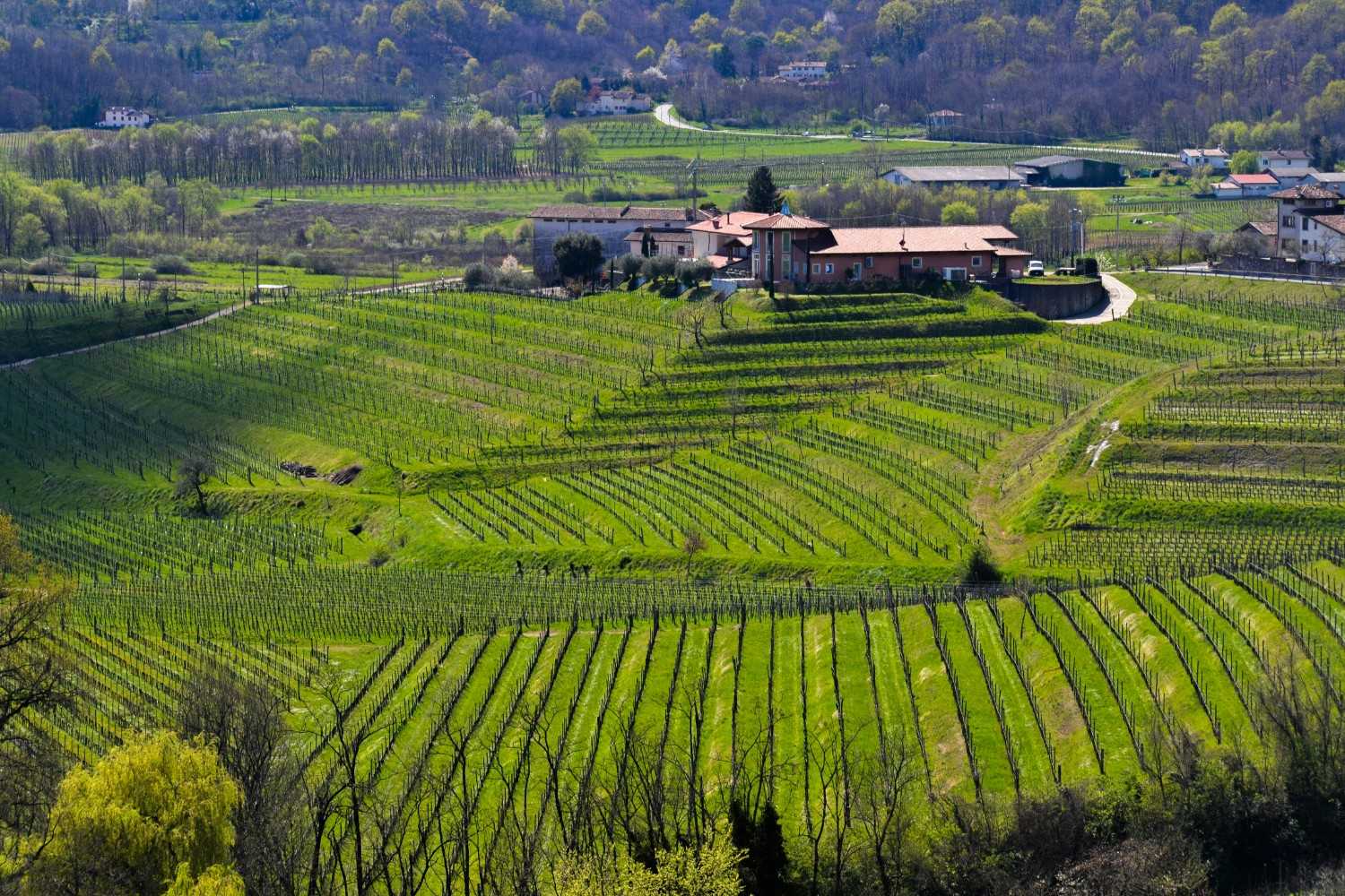Agricultural Companies – Tuscany